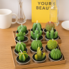 12 mini bougies cactus dans boite en carton posé sur une table moderne